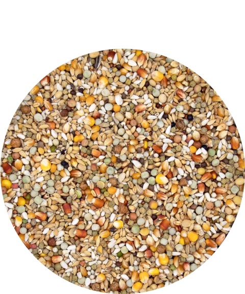 VERSELE-LAGA Junior Plus I.C.+ karma dla młodych gołębi 20 kg