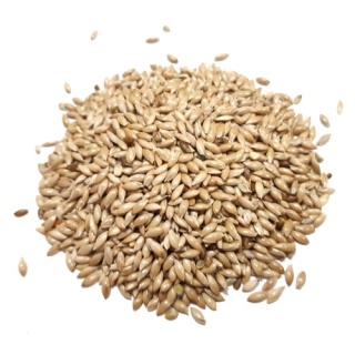 Mozga Kanaryjska Kanar 1 kg