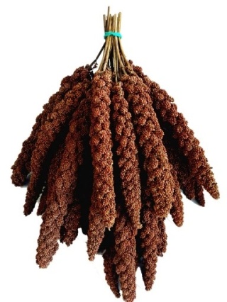 Proso senegalskie czerwone w kłosach – naturalna energia i rozrywka dla ptaków 1kg