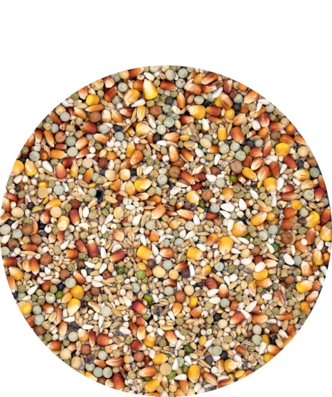 VERSELE-LAGA Champion Plus I.C.+ – karma lotowa dla gołębi 20 kg + 2kg Gratis