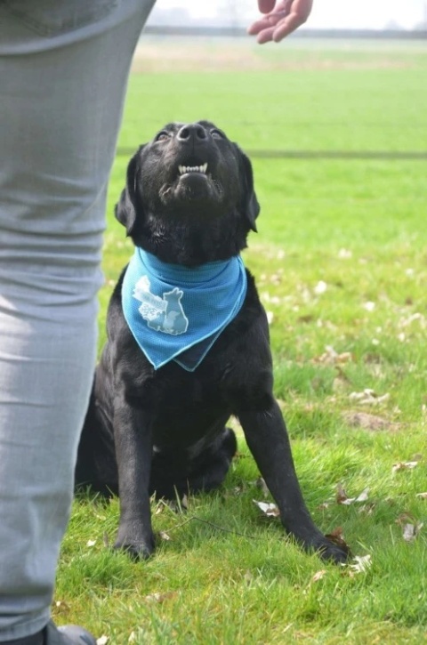 CoolPets Bandama chłodząca COOL DOG rozmiar M