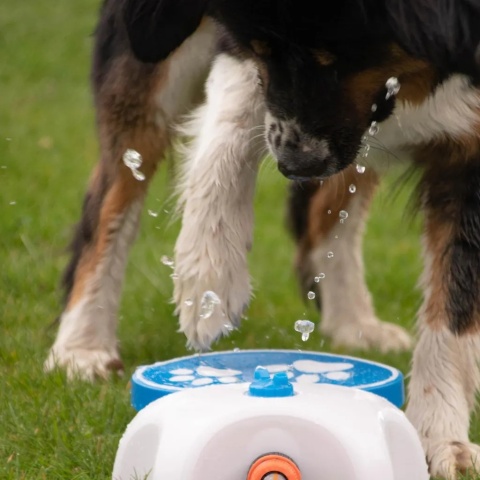 Fontanna wodna CoolPets Splash, fontanna dla psów