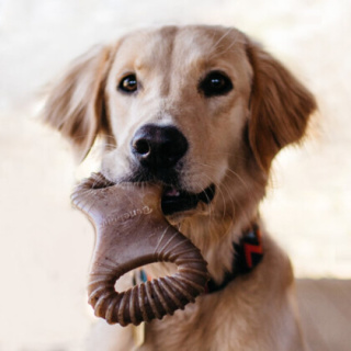 Gryzak dla psa Benebone Dental Chew Rozm S dla psów do 14 kg o smaku bekonu