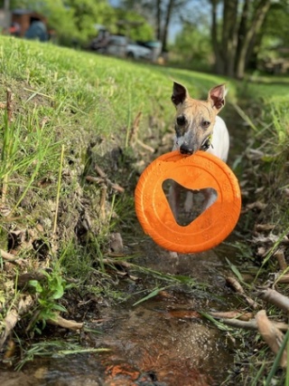 FIBOO FRISBOO POMARAŃCZOWY, Latający dysk dla aktywnego psa, ŚR. 25CM