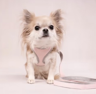 Flamingo Small Dog Harness Pink - szelki bezuciskowe dla małego psa, z siateczką air-mesh, różowe, r. XS